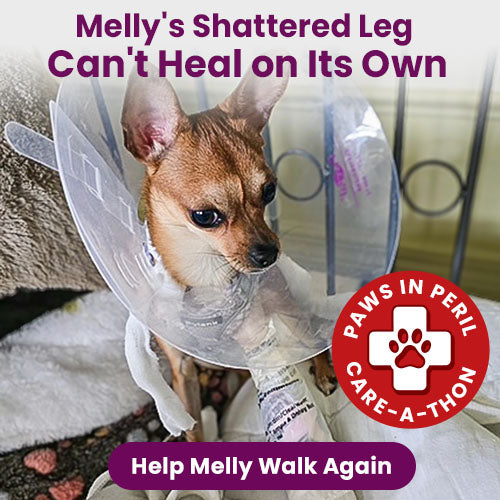 Support the 4th Annual Paws in Peril: Care-A-Thon campaign by The Animal Rescue Site and GreaterGood. Save a life today to provide critical care for animals in need.