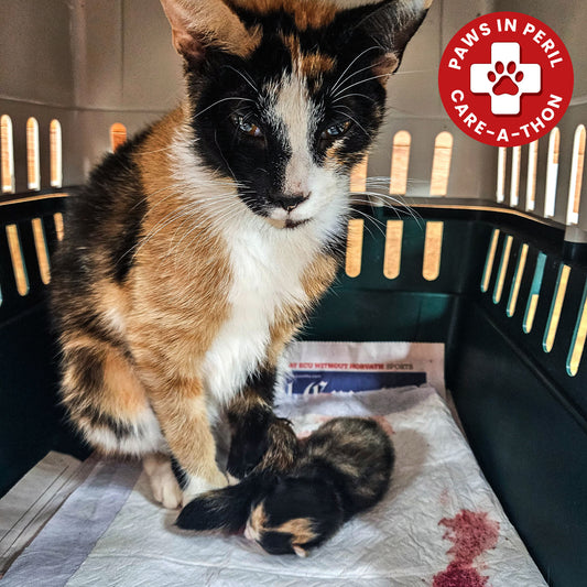 Cherry Was in Severe Pain After Giving Birth - Emergency Surgery Is Her Only Hope