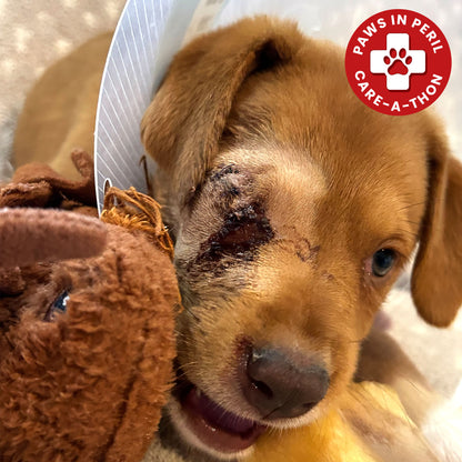 Grace Was Attacked by a Dog - Now She’s Fighting to Heal