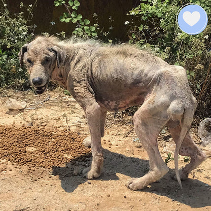 Funded: Help Gaia Survive Mange and Starvation