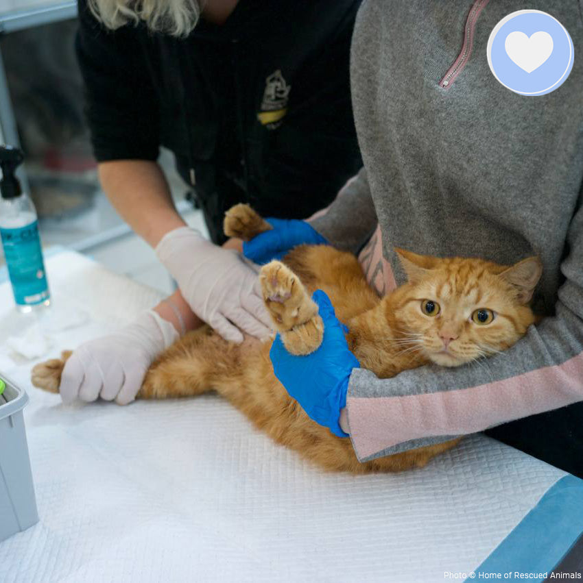Funded: Help Garfield Recover from Life-Altering Surgery