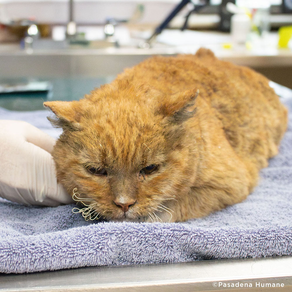 Garfield Barely Survived the Los Angeles Fires and Needs Critical Care