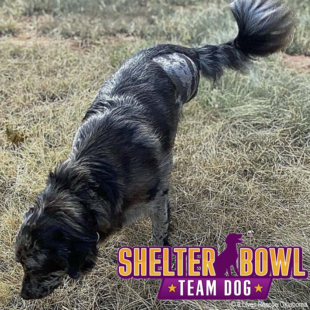 Shelter Bowl 2026: Feed Hungry Shelter Pets
