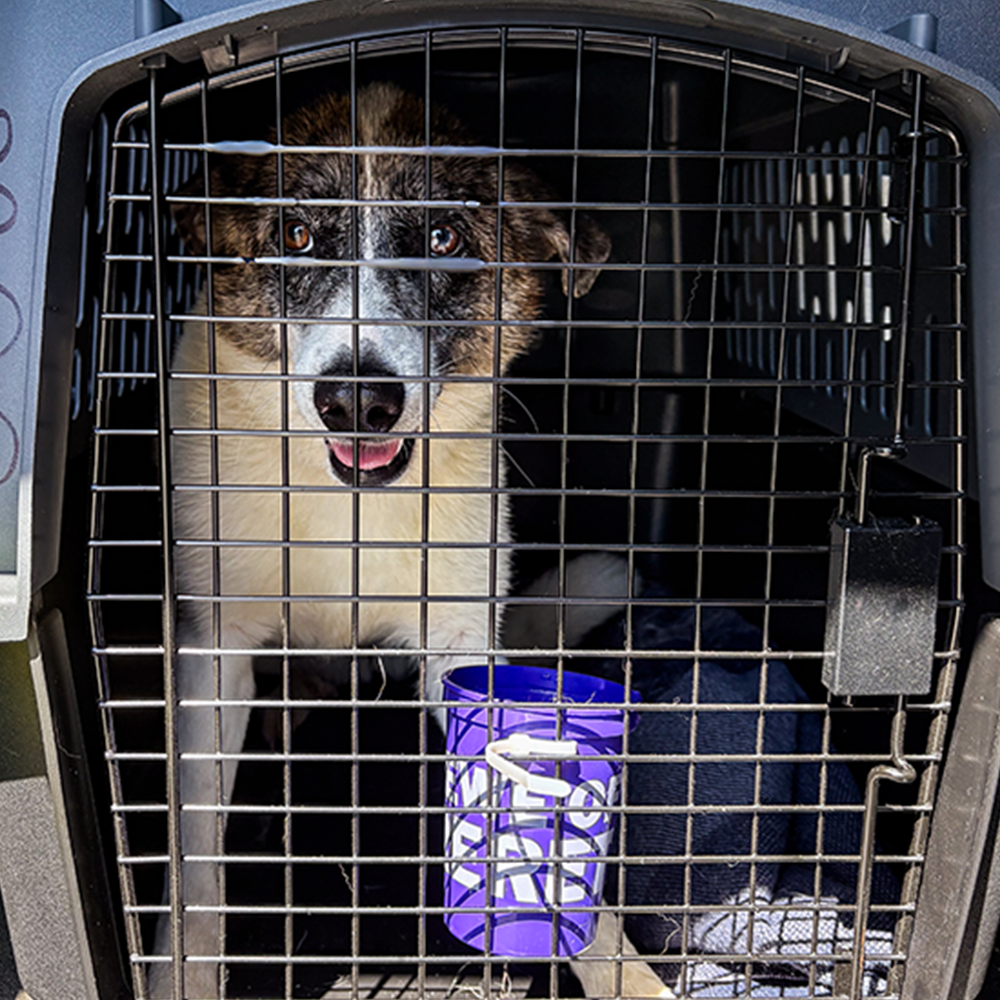 Help Fly Pets to Freedom