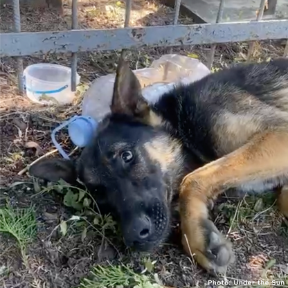 Sick German Shepherd Found Barely Alive in Cemetery Needs Emergency Care