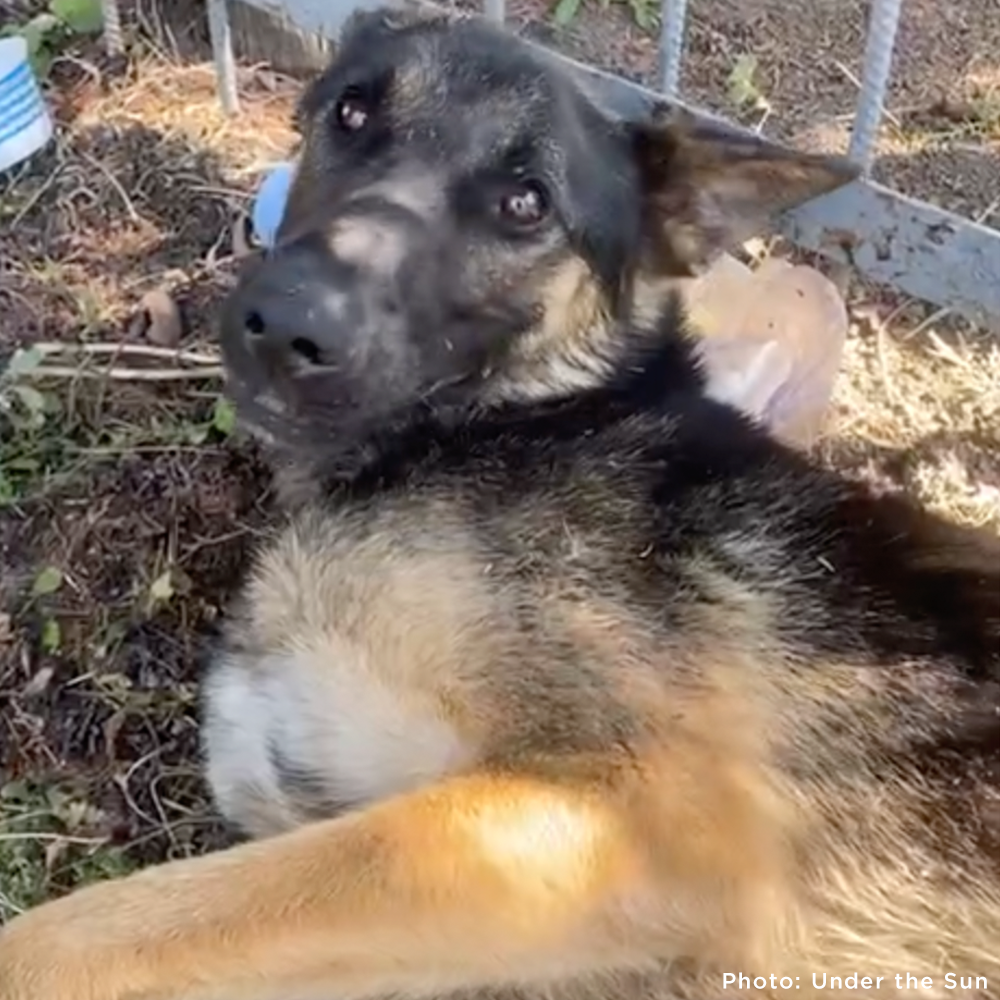 Sick German Shepherd Found Barely Alive in Cemetery Needs Emergency Care