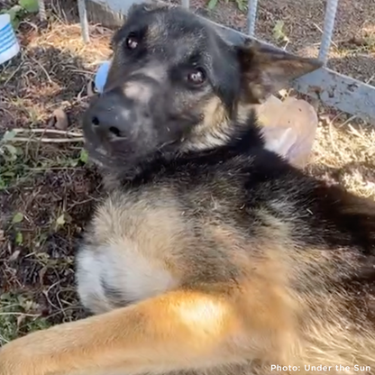 Sick German Shepherd Found Barely Alive in Cemetery Needs Emergency Care