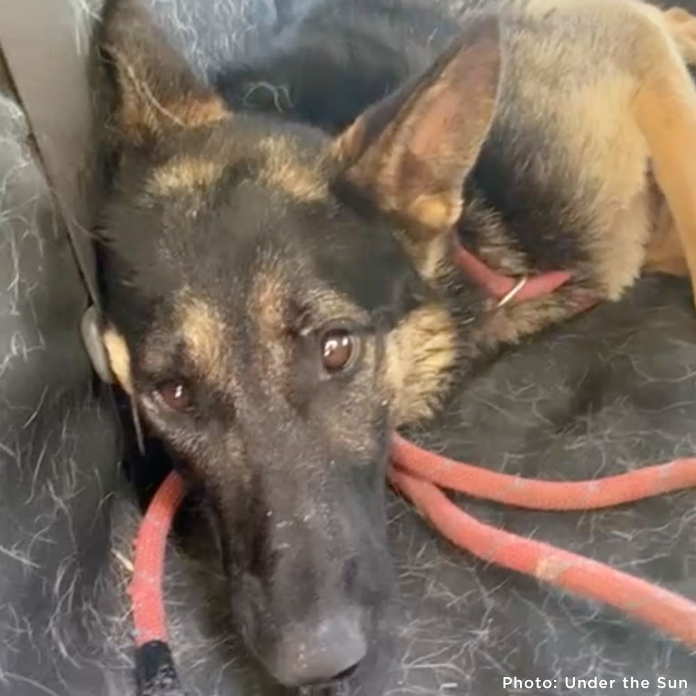 Sick German Shepherd Found Barely Alive in Cemetery Needs Emergency Care