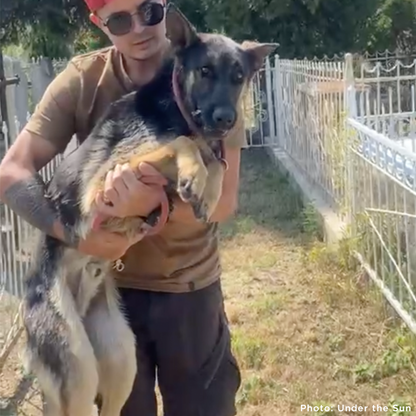 Sick German Shepherd Found Barely Alive in Cemetery Needs Emergency Care