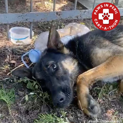 Sick German Shepherd Found Barely Alive in Cemetery Needs Emergency Care
