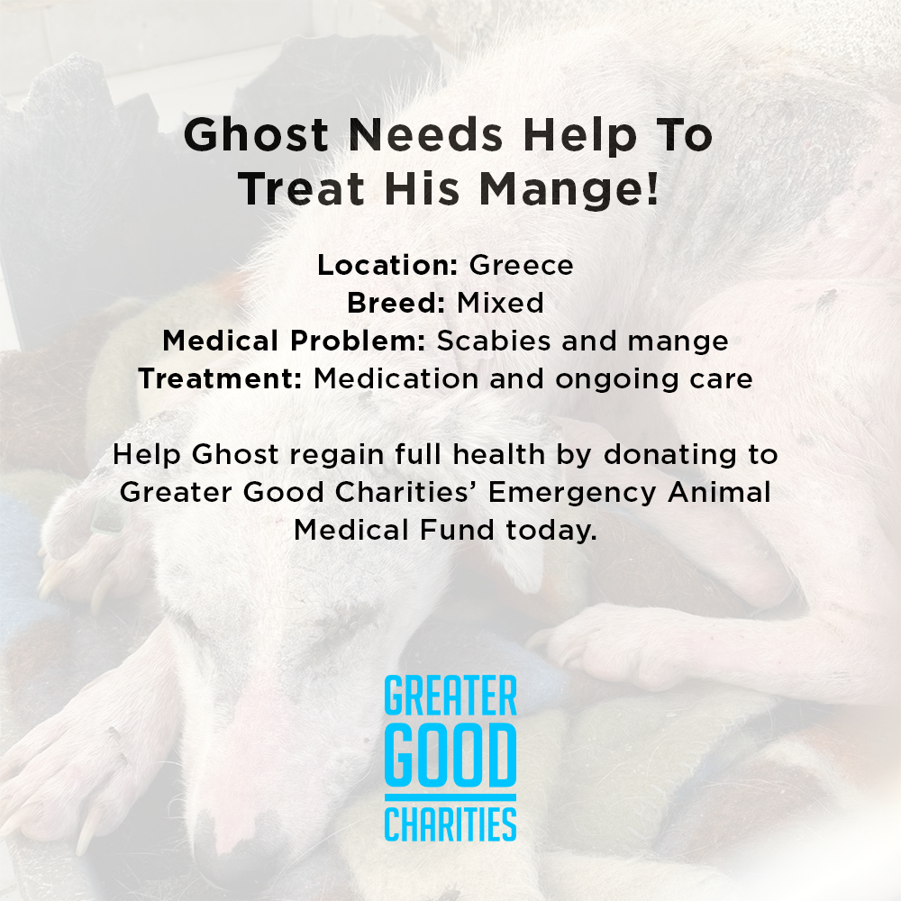 Funded: Help Ghost Recover From Painful Skin Infection