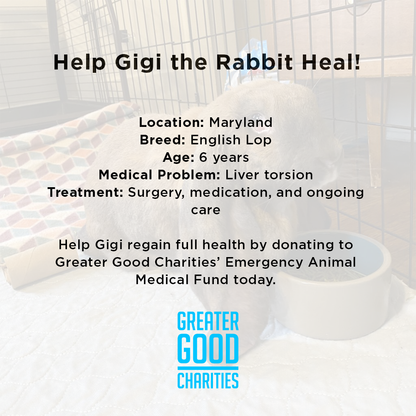 Funded: Help Gigi the Rabbit Heal