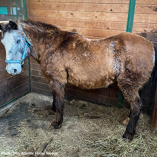 Help Injured and Neglected Horses in Urgent Need of Care
