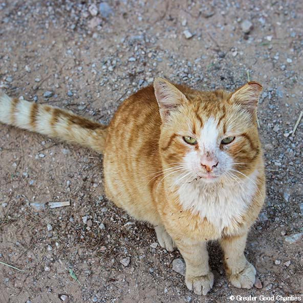 Help Care for Dogs & Cats at Greek Refugee Camps