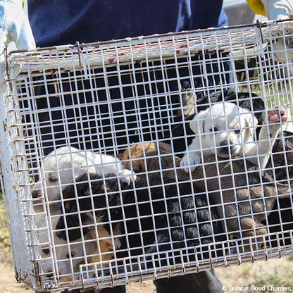 Help Care for Dogs & Cats at Greek Refugee Camps