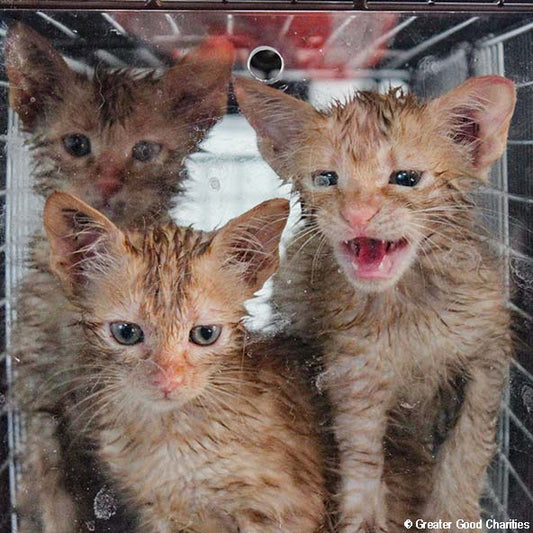 Help Care for Dogs & Cats at Greek Refugee Camps