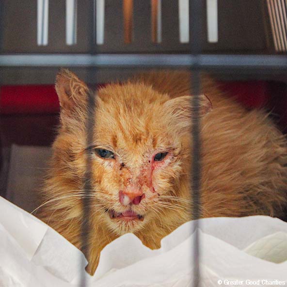 Help Care for Dogs & Cats at Greek Refugee Camps