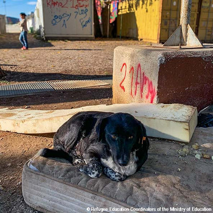 Help Care for Dogs & Cats at Greek Refugee Camps