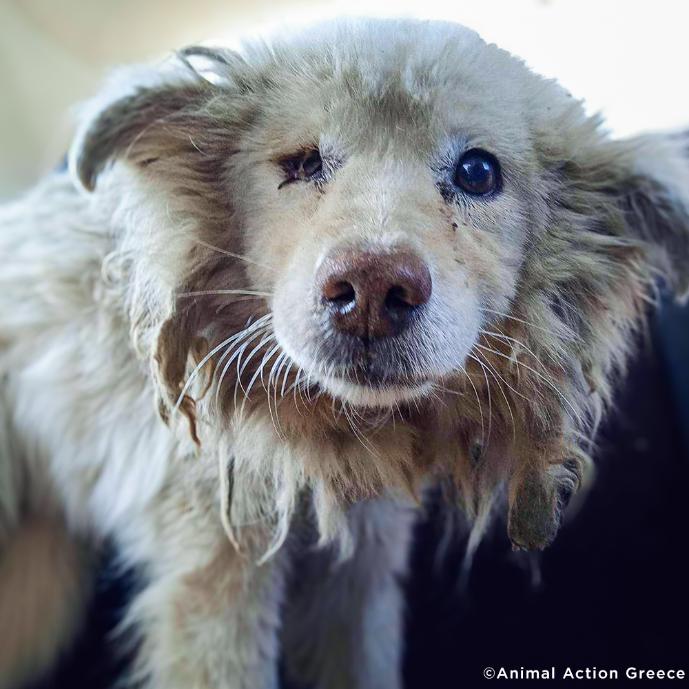 Funded: Malnourished Dog Missing Eye Found Near Death on Side of Road Needs Your Help