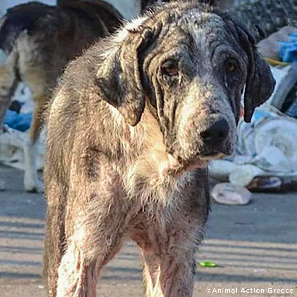 Thousands of Sick and Starving Dogs Need Urgent Care