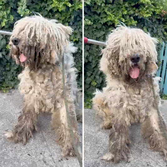 Ready For Adoption: Provide Essential Grooming Supplies to Save Pets' Lives