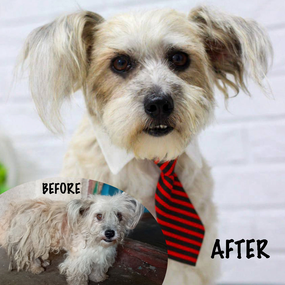 Ready For Adoption: Provide Essential Grooming Supplies to Save Pets' Lives