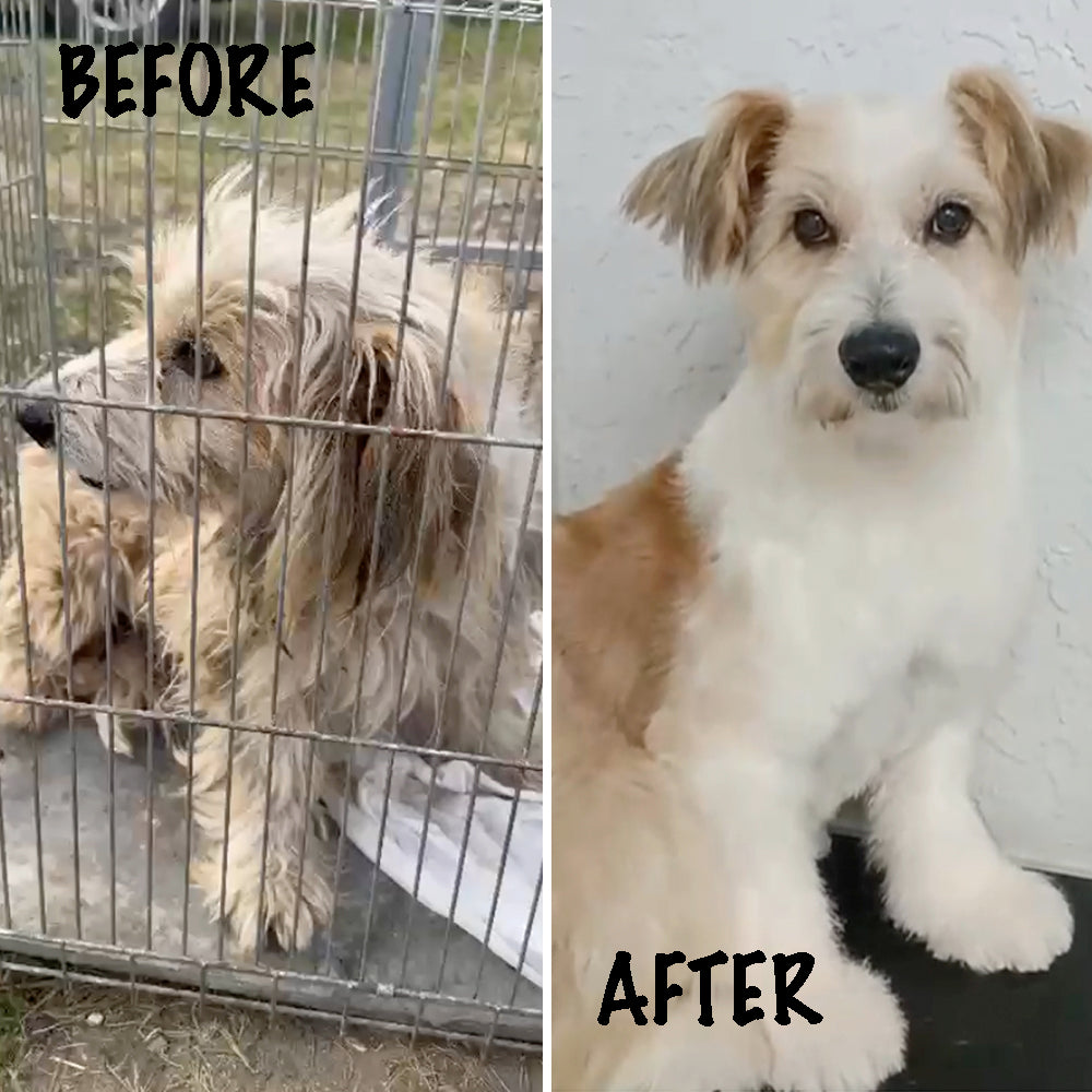 Ready For Adoption: Provide Essential Grooming Supplies to Save Pets' Lives