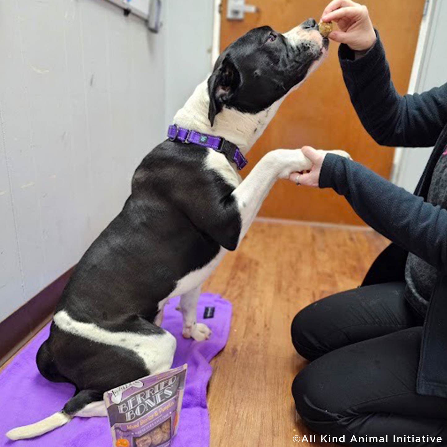 Care Packages for Shelter Dogs