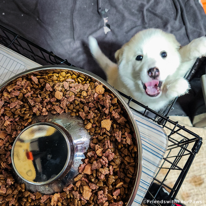 Care Packages for Shelter Dogs