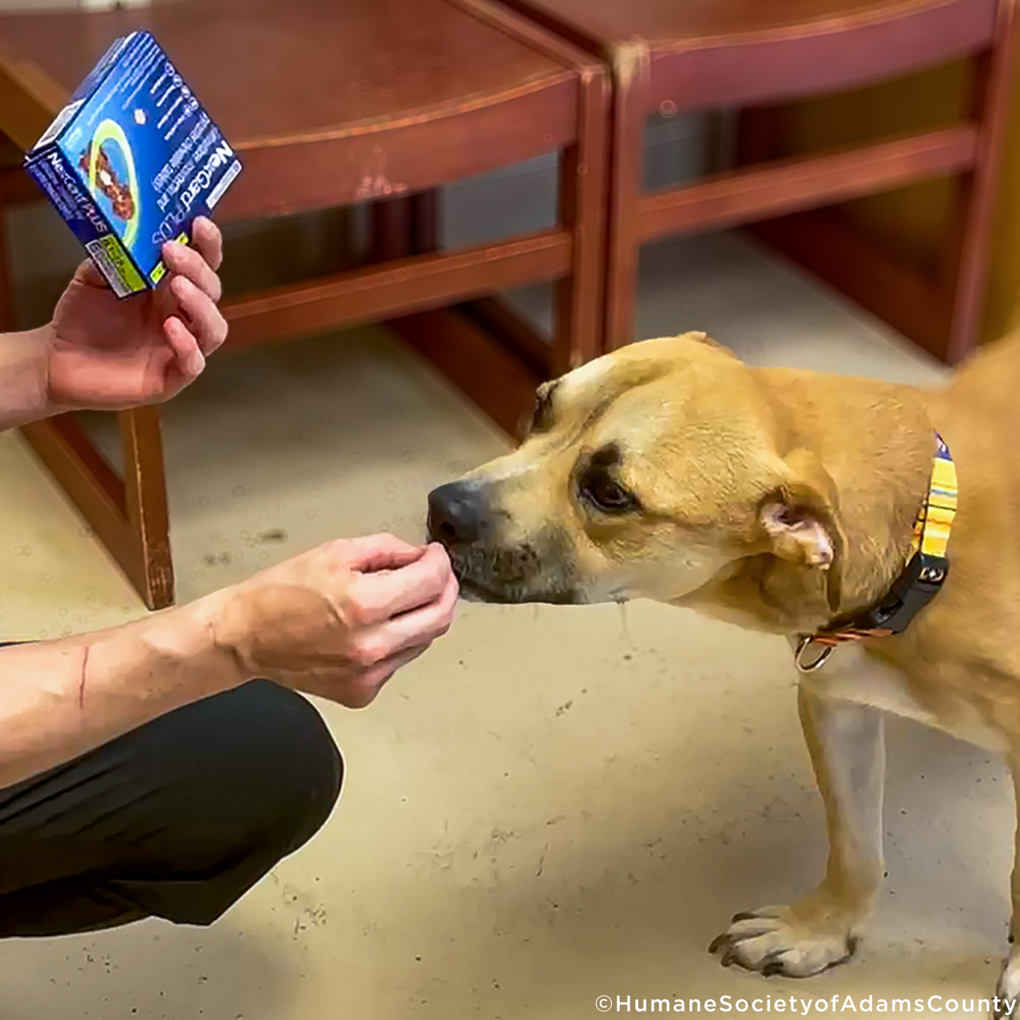 Care Packages for Shelter Dogs