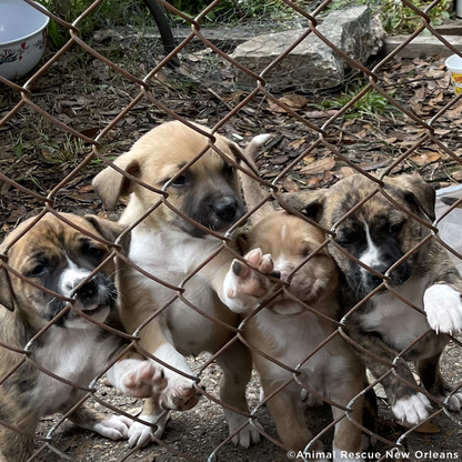 Care Packages for Shelter Dogs