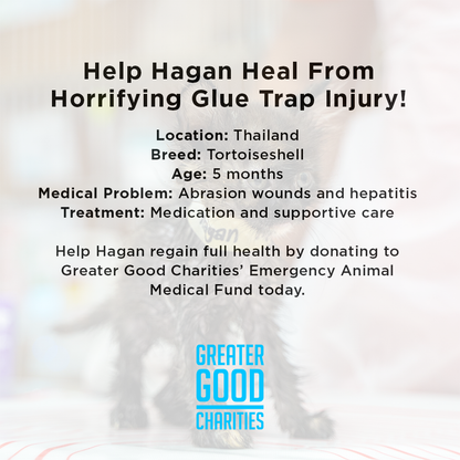 Help Hagan Heal From Horrifying Glue Trap Injury