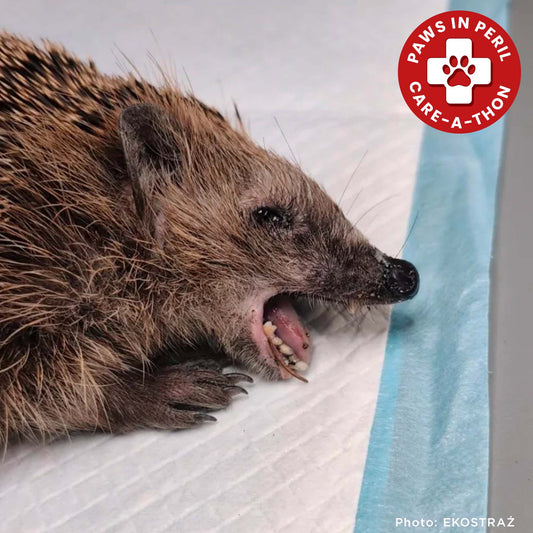 Sick, Vulnerable, and Fighting to Heal - Two Hedgehogs Need a Lifeline