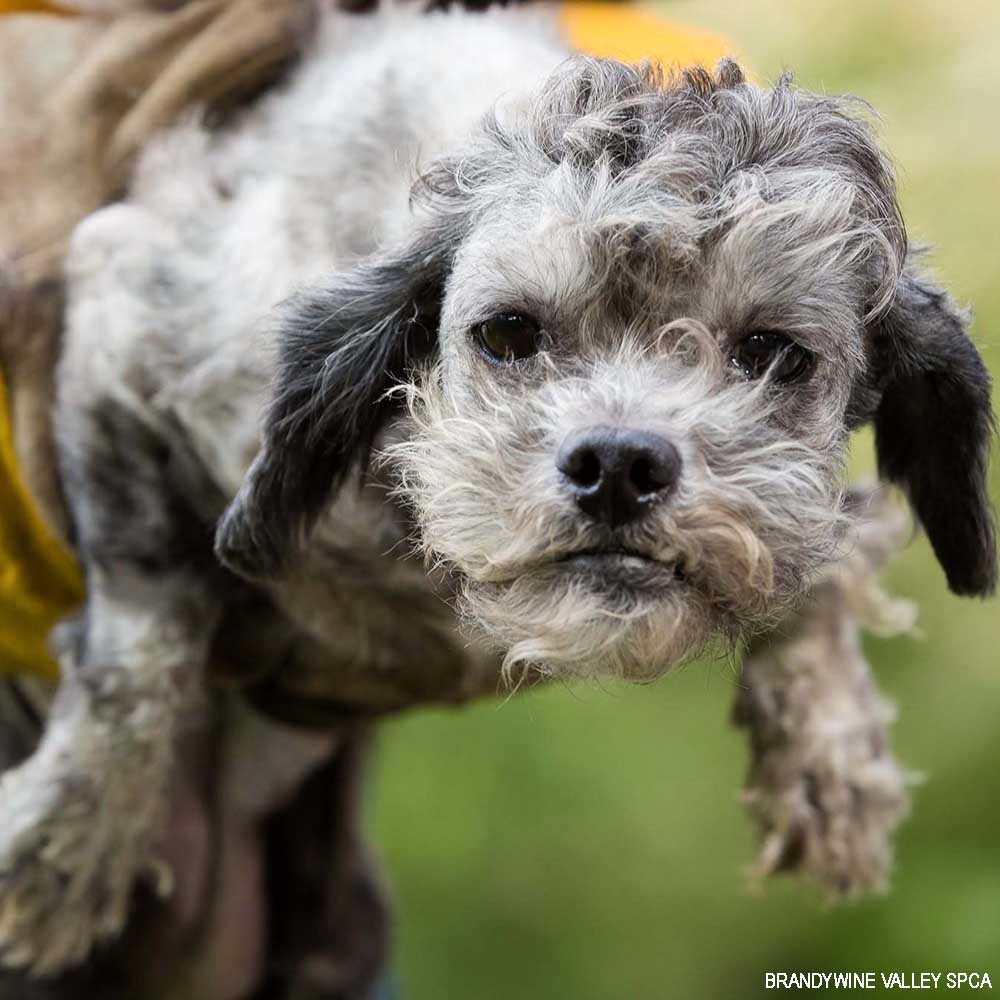 153 Animals Rescued From Hoarding Horrors Are Now Fighting for Their Lives