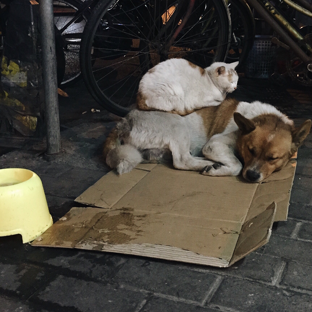 Send Critical Relief to Protect Pets of the Homeless During Summer Heat