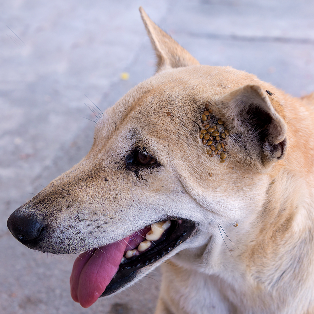 Send Critical Relief to Protect Pets of the Homeless During Summer Heat