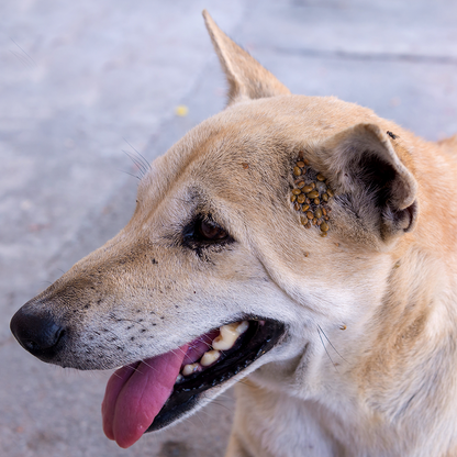 Send Critical Relief to Protect Pets of the Homeless During Summer Heat