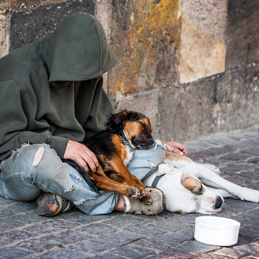 Send Critical Relief to Protect Pets of the Homeless During Summer Heat