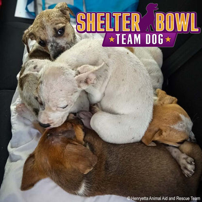 Shelter Bowl 2026: Feed Hungry Shelter Pets