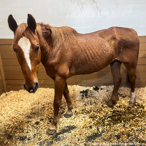 Provide Essential Supplies to Horses in Need