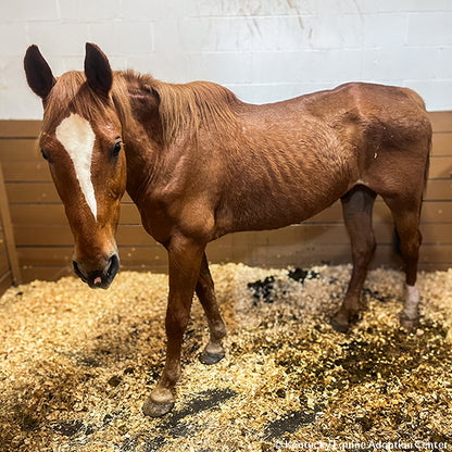Provide Essential Supplies to Horses in Need