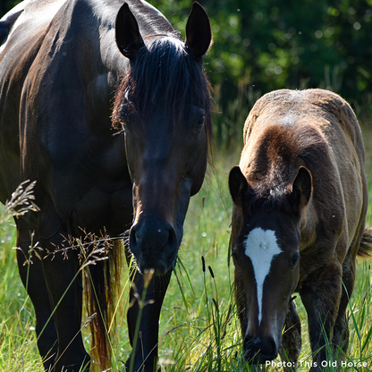 Help Injured and Neglected Horses in Urgent Need of Care