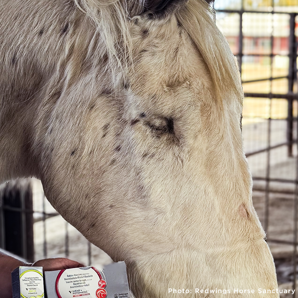 Help Injured and Neglected Horses in Urgent Need of Care
