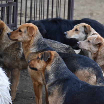 Send Medication to Protect Hundreds of Dogs from Deadly Illnesses