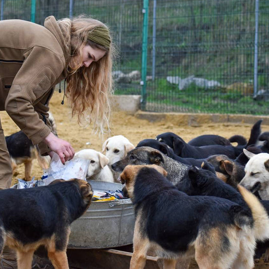 Protect Hundreds of Dogs from the Horrors of War