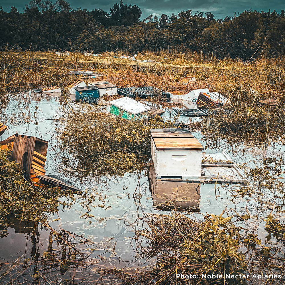 Hive Drive to Feed Starving Bees in the Southeast this Holiday Season