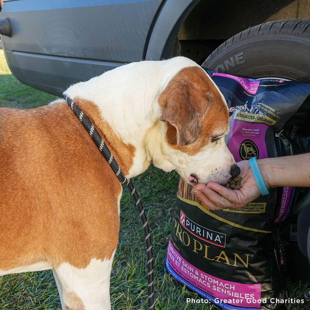 URGENT: Pet Food Drive for Shelters Affected by Helene and Milton