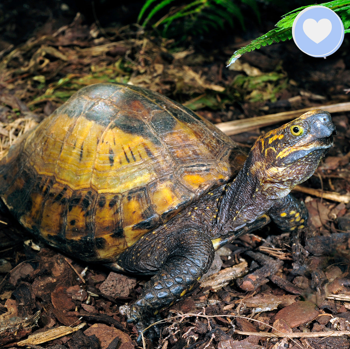 Project Peril: Help Save the Indochinese Box Turtle