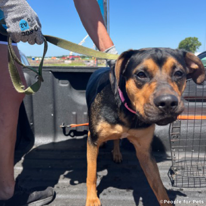 EMERGENCY FLIGHT: Help Fly Pets After Catastrophic Floods