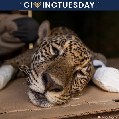 GivingTuesday: Help Jaguars Burned During Wildfires